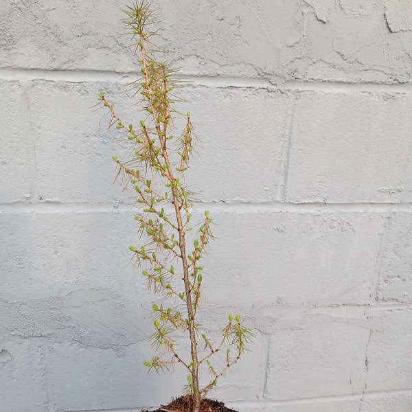 American Larch seedling