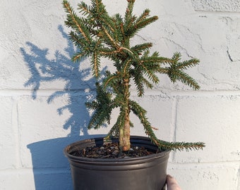 Picea orientalis nigra compacta