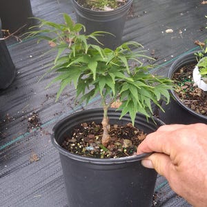 May include: A small Japanese maple tree with vibrant green, deeply lobed leaves planted in a black plastic nursery pot. The tree features a slender, textured trunk and is surrounded by dark soil mixed with wood chips within the container.