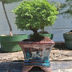 May include: A small, dense, vibrant green bonsai tree with needle-like foliage planted in a square, glazed ceramic pot. The pot features a glossy finish with blended tones of deep brown, dark blue, and turquoise, supported by four short, sturdy feet.