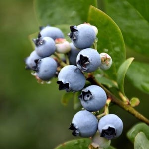 May include: A cluster of ripe blueberries growing on a green bush. The blueberries are a deep blue color and have a shiny, wet appearance.