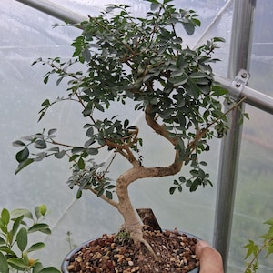 May include: A bonsai tree with a curved trunk and small green leaves. The tree is planted in a dark blue ceramic pot filled with small pebbles. The background is a greenhouse with a translucent covering.