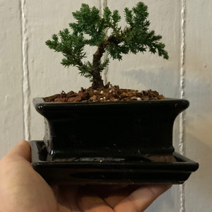 May include: A small juniper bonsai tree in a black square ceramic pot with a matching saucer. The tree has green foliage and a brown trunk.