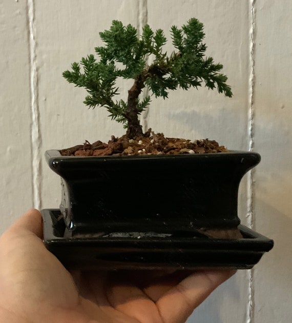 Juniper Procumbens Nana in 4.5" Glazed Ceramic Bonsai Pot & Matching Tray ~  Tapered Rectangular Black - Etsy Schweiz