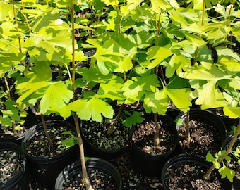Ginkgo Biloba