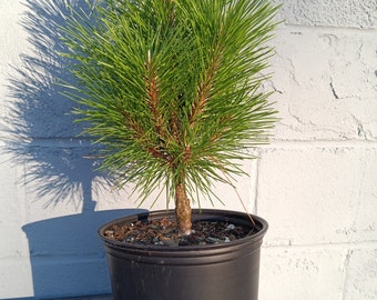 Pinus thunbergii 'thunderhead'