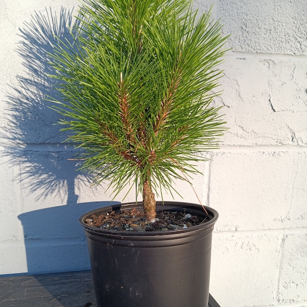 Pinus thunbergii 'thunderhead'