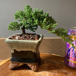 May include: A small juniper bonsai tree in a dark brown and green ceramic pot with a square base and four legs. The tree has green foliage and is growing in a bed of brown soil.