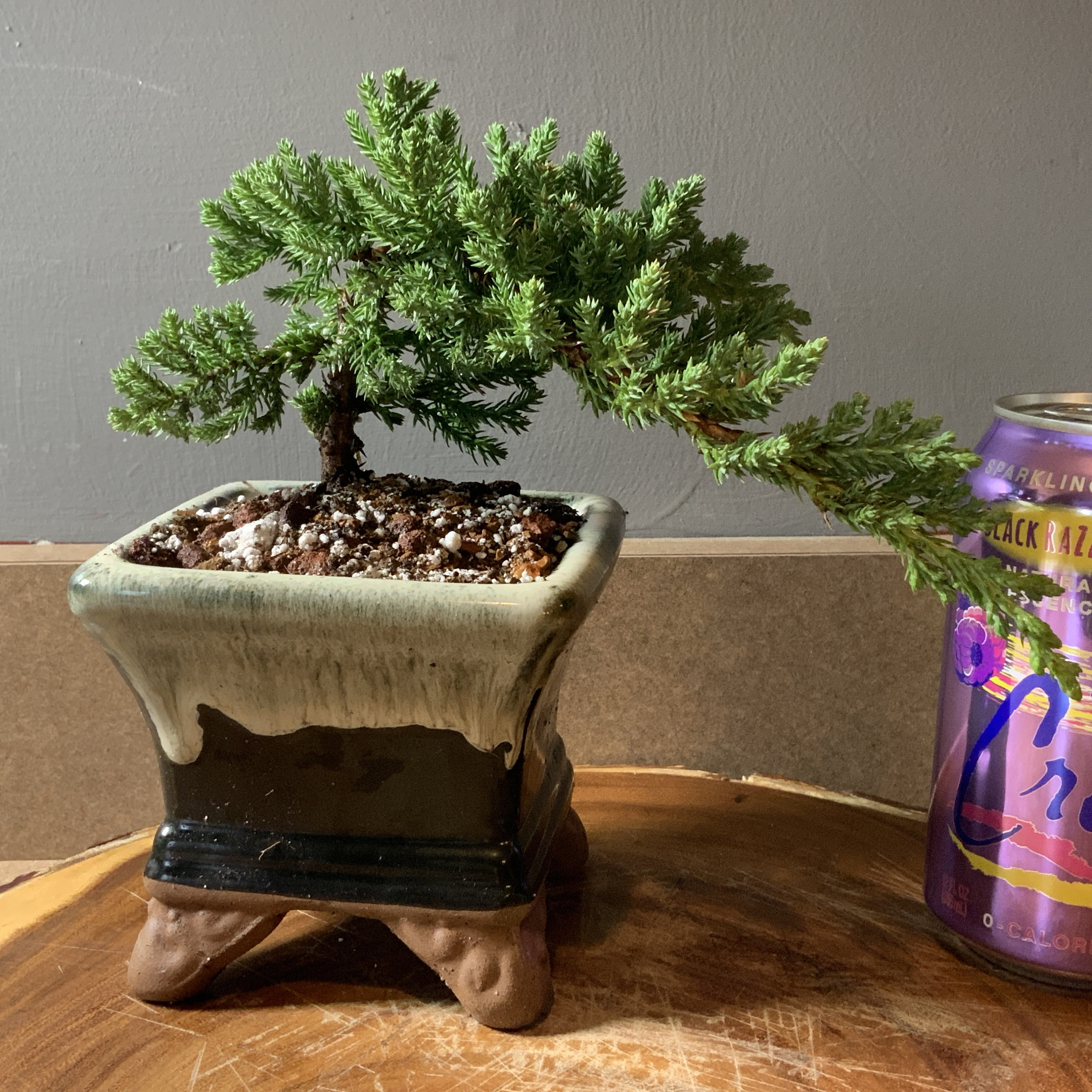 Semi Cascade Juniper Procumbens Nana in 4
