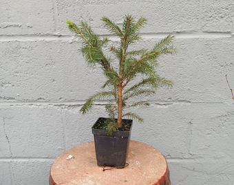 Norway Spruce 3 year old seedling