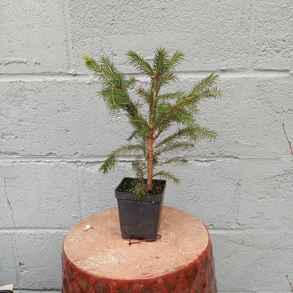 Norway Spruce 3 year old seedling