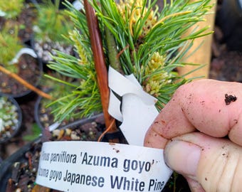 Azuma Goyo Japanese White Pine