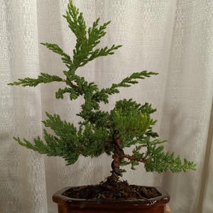 May include: A small green juniper bonsai tree in a brown ceramic pot with a decorative design. The tree has a twisted trunk and branches.