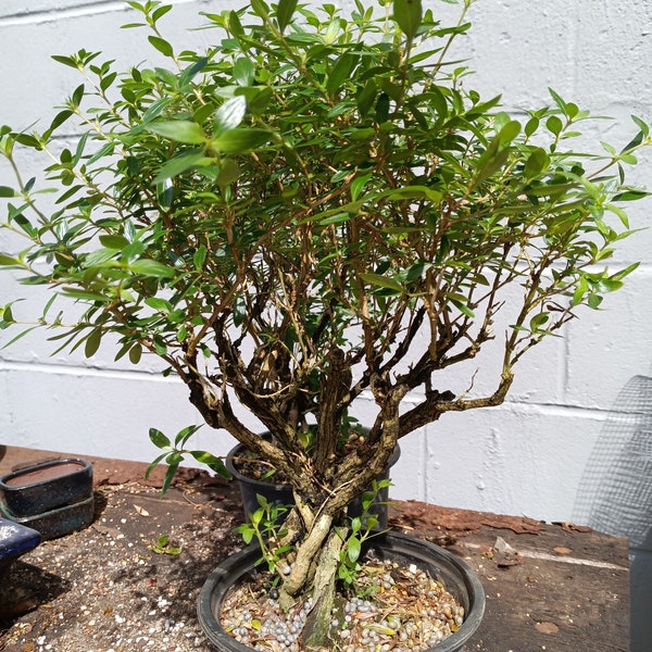 Serissa japonica 6" pot pre-bonsai