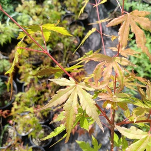 Green Japanese Maple Acer palmatum 16&quot;-24&quot; 3 year old seedlings in 6&quot; plastic pot.