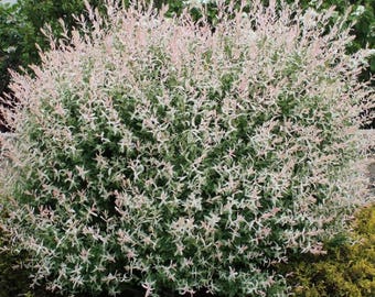 Hakuro Nishiki Dappled Willow