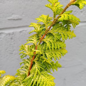 False Cypress Golden Fernleaf