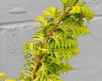 False Cypress Golden Fernleaf