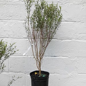 thumbnail image 2 of 360 Count 1-Gallon Trade Nursery Pots – Clay Color Plastic – By Janor (Made In USA) 2 of 4