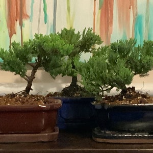 Juniper Procumbens Nana Bonsai in 6&quot; Glazed Ceramic Bonsai Pots & Matching Trays ~ Quince Shaped