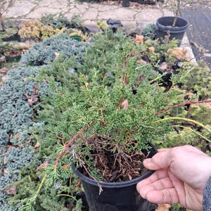 Shimpaku juniper pre bonsai material in one gallon nursery pots.