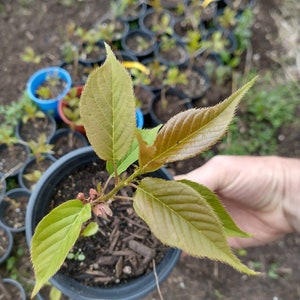 Kwanzan Cherry Tree Seedlings 6-12" in 6" pot
