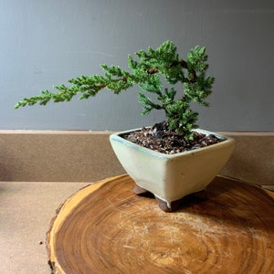May include: A small juniper bonsai tree in a light green square pot with four legs. The tree has a twisted trunk and branches with green foliage. The pot is sitting on a wooden slice.