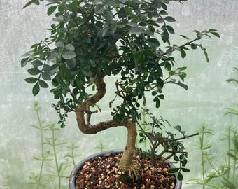 Fraxinus Hubeiensis Bonsai Tree with 8' Ceramic Glazed Pot & Tray (Exact Tree)