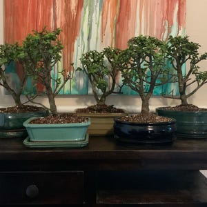 May include: Five bonsai trees with green foliage are displayed on a dark wooden table. The bonsai are in various ceramic pots, including teal, dark green, and black. The background features an abstract painting with red, green, and blue hues.