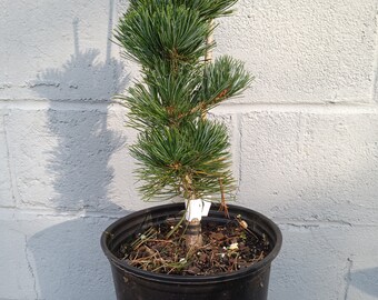 Pinus parviflora variety 'Tanima no yuki'