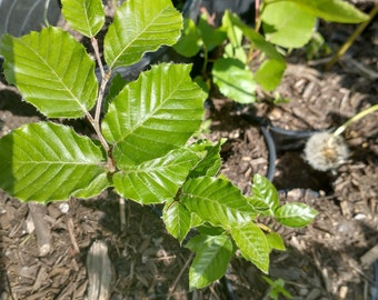 European Beech (Fagus sylvatica)