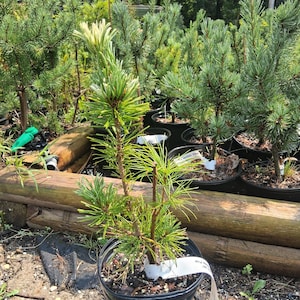 Pinus parviflora variety 'Tani mano uki'