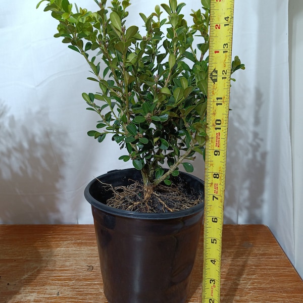 Japanese Boxwood Etsy