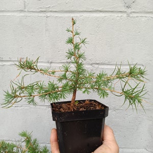 May include: A small green conifer tree in a black plastic pot. The tree has many branches and is growing upright.