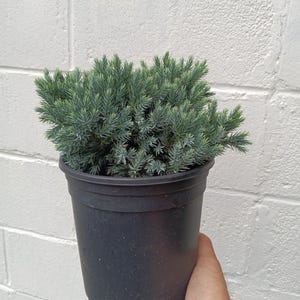 Blue Star juniper 1 gallon