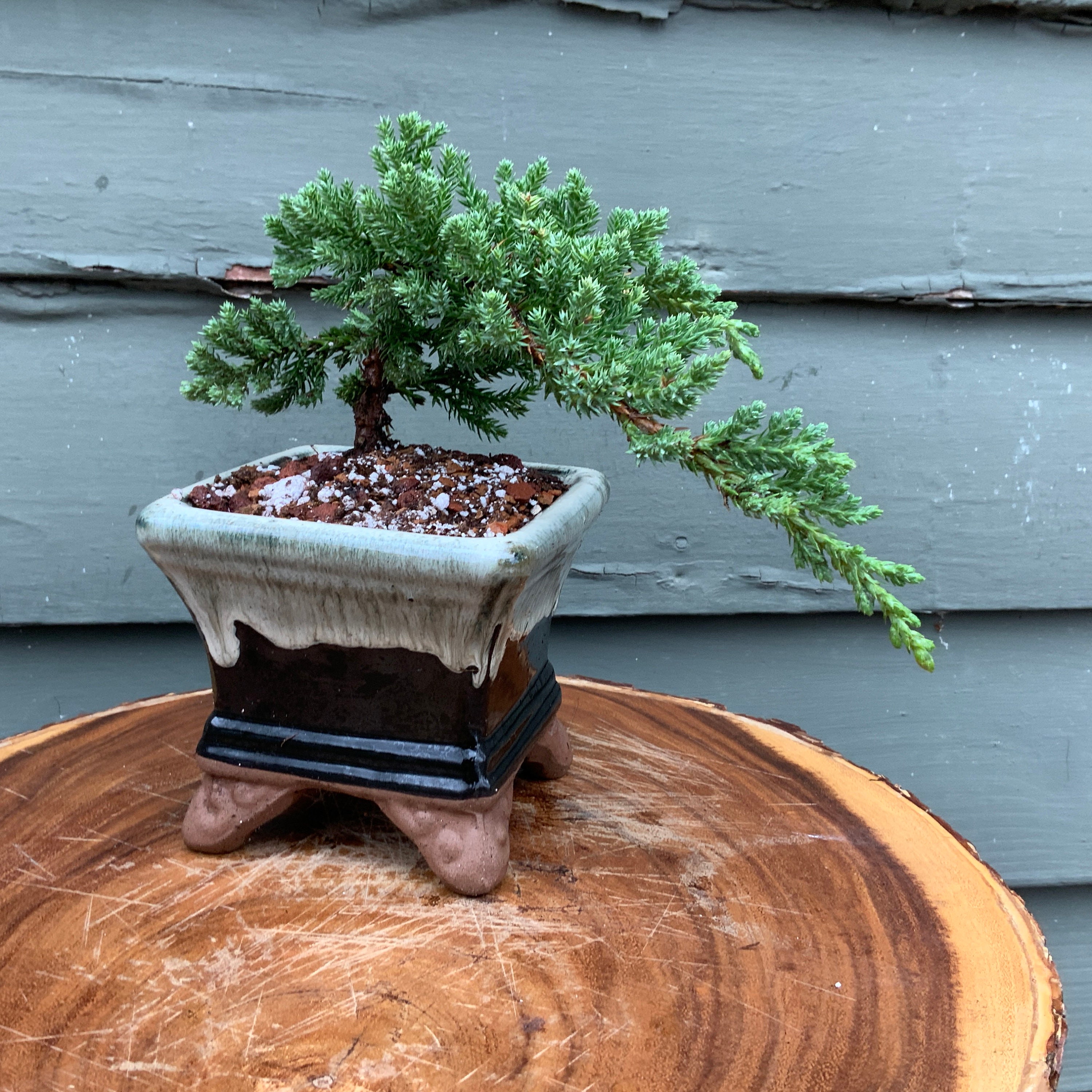 盆栽 piera Genuine Multi Gemstone Bonsai Tree in Round Ceramic Pot (8.5