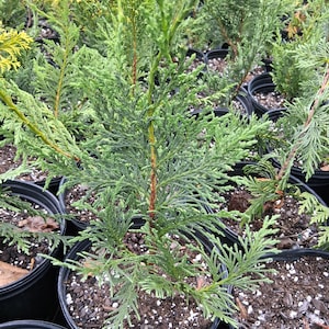 Weeping Alaskan Cedar 'pendula' seedling-SALE