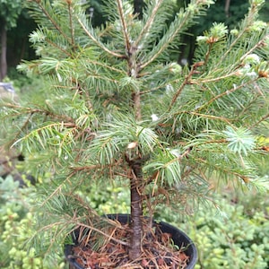 May include: A small, potted evergreen tree with dark green needles. The tree is in a black plastic pot with brown mulch.