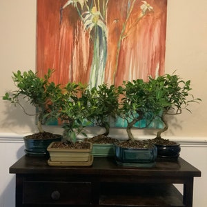 Tiger Bark Ficus (ficus microcarpa) Bonsai in 8&quot; Glazed Ceramic Bonsai Pots & Matching Trays