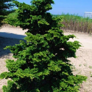 Hinoki cypress &#39;Wells Special&#39;