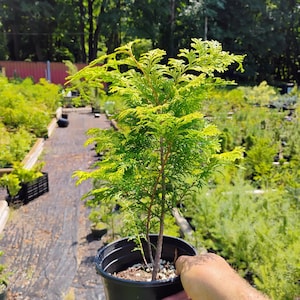 Golden Hinoki Cypress &#39;crippsii&#39; SALE!!