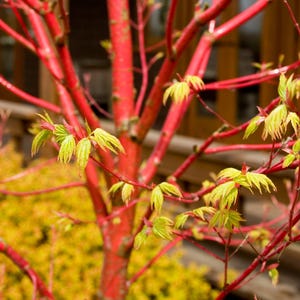 May include: Close-up of a vibrant tree with bright red branches and stems. The tree's new leaves are a mix of yellow and green. The background features a blurred view of yellow foliage and a wooden structure.