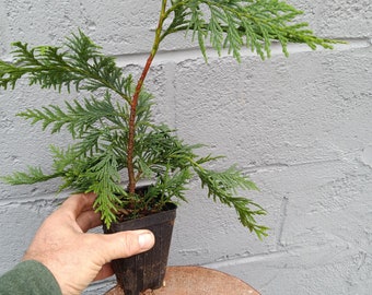 Weeping Alaskan Cedar 'pendula' seedling