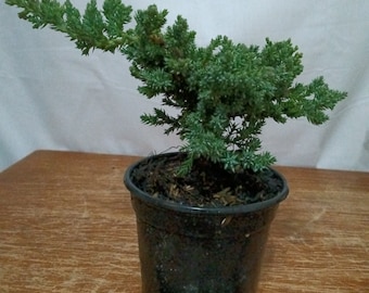 May include: A small juniper bonsai tree in a black plastic pot, approximately 2 inches in diameter, sitting on a wooden surface. A yellow measuring tape is in the foreground.