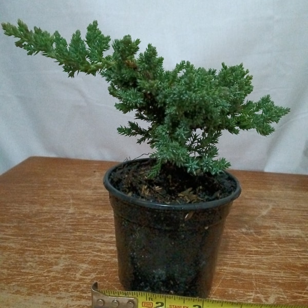 Juniper procumbens 'nana' pre-bonsai in 4" plastic pot