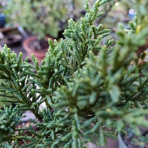 Shimpaku juniper 'Kishu' pre bonsai material