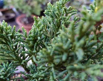 Shimpaku juniper 'Kishu' pre bonsai material