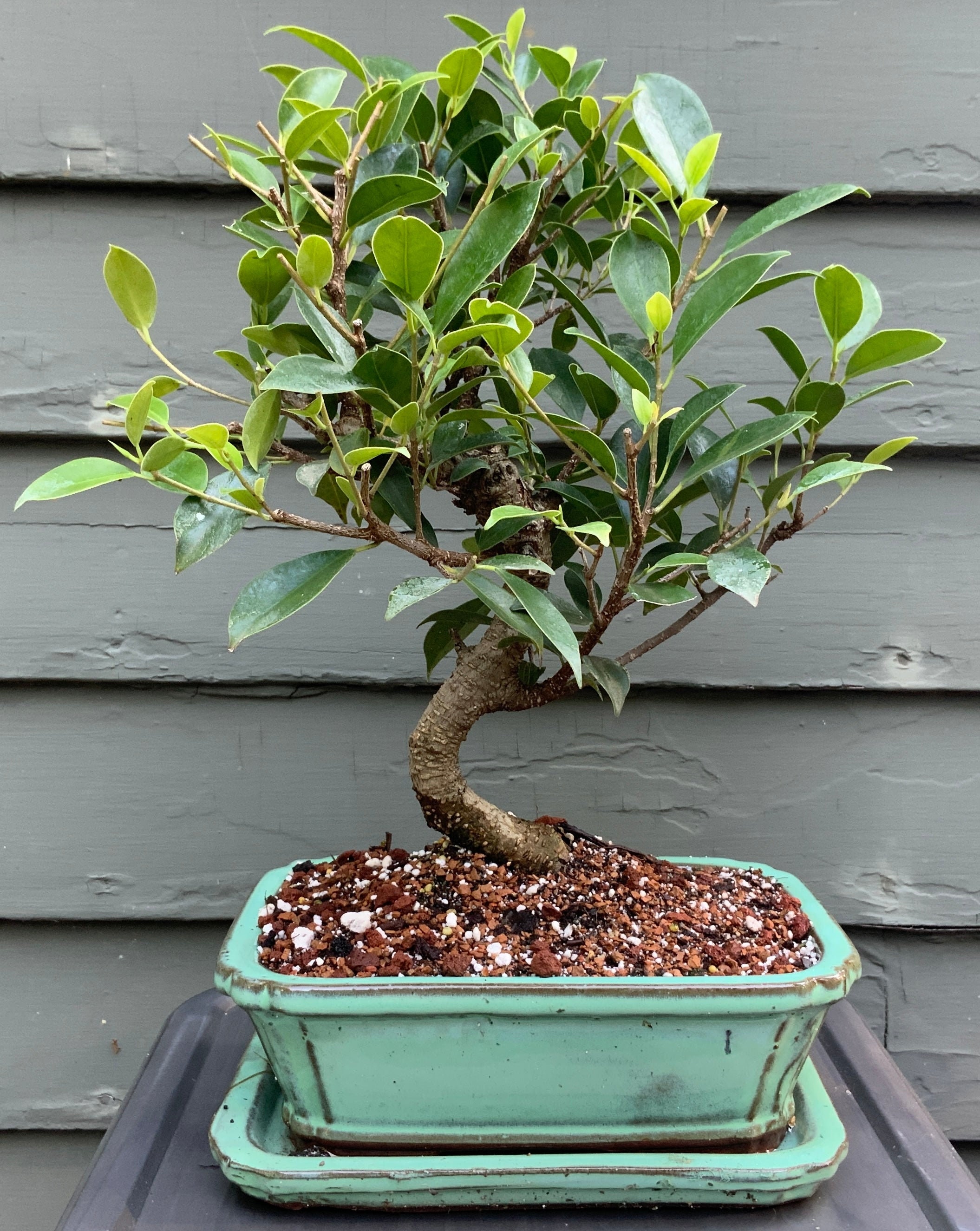 Tiger Bark Ficus (ficus Microcarpa) Bonsai in 8" Glazed Ceramic Bonsai Pots  & Matching Trays - Etsy