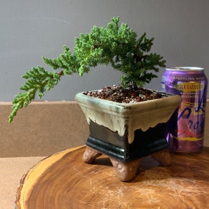 Semi Cascade Juniper Procumbens Nana in 4" Square Glazed Ceramic Bonsai Pot