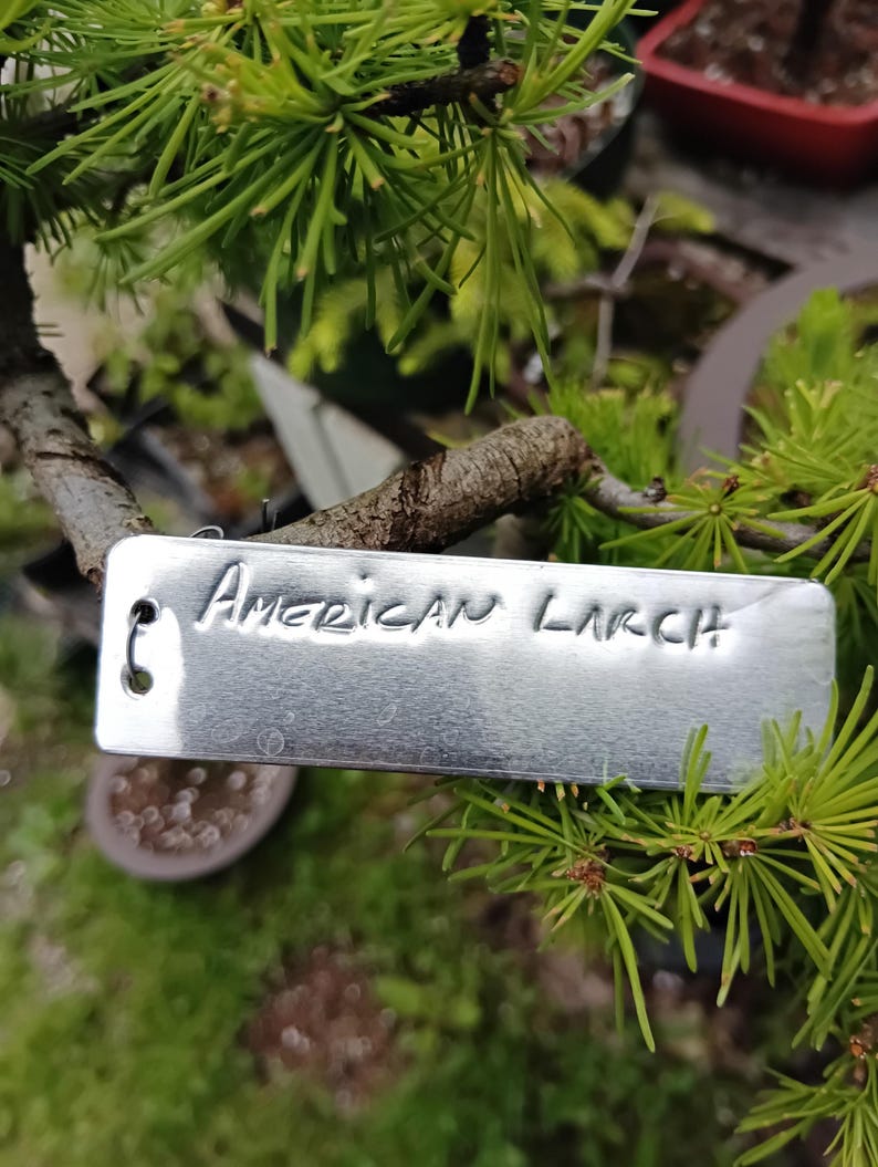 Trechery Tags The Best Tree Identification Tags. Pack of 50 Emboss-o-tags - Etsy
